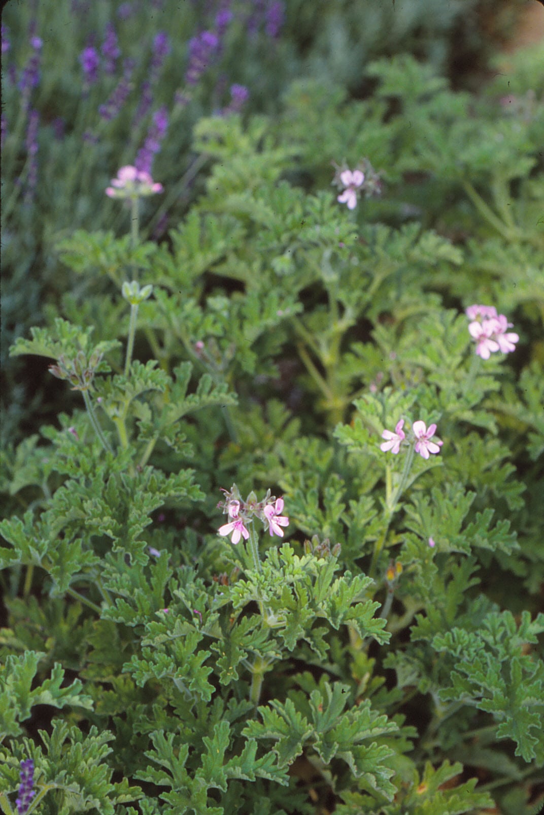 Pelargonium 'Attar of Rose'