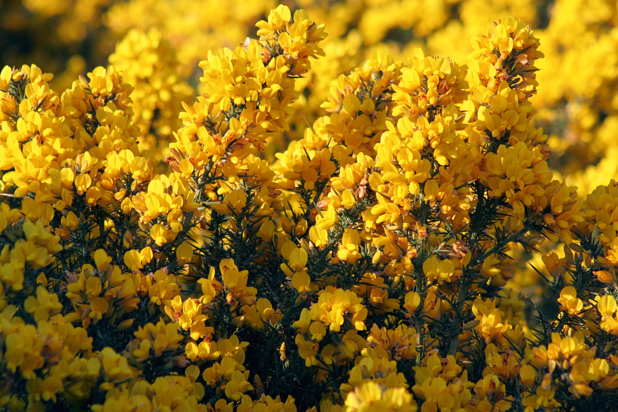 Gorse flowers