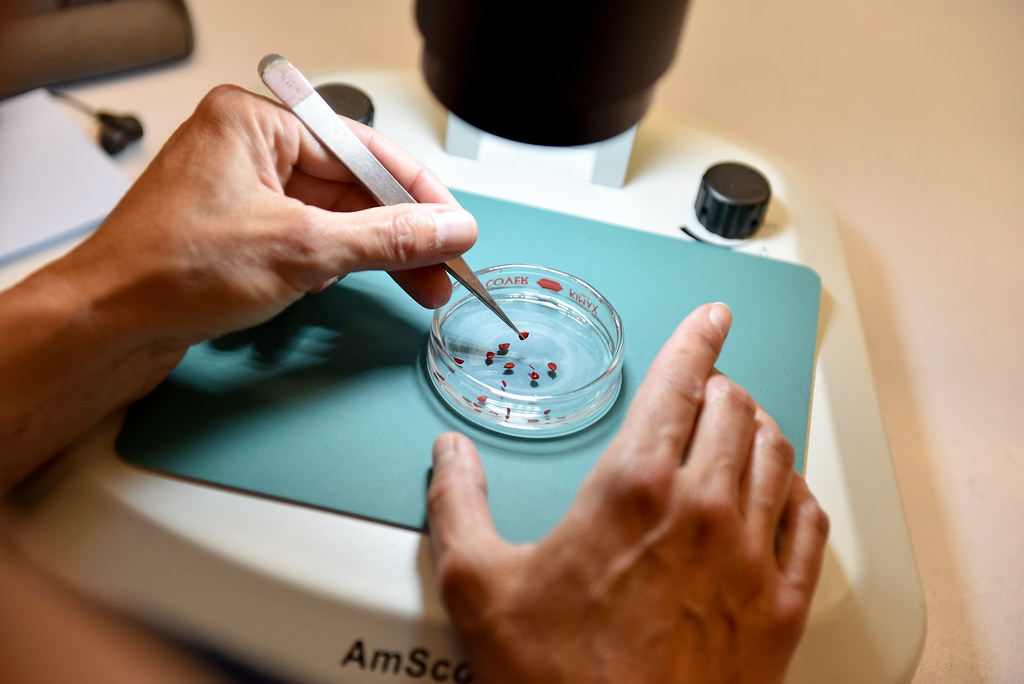 Picture of hands selecting seeds from petri dish under microscope