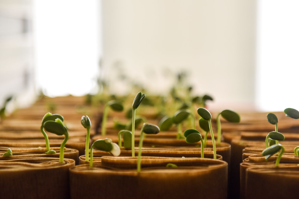 Picture of seeds germinating