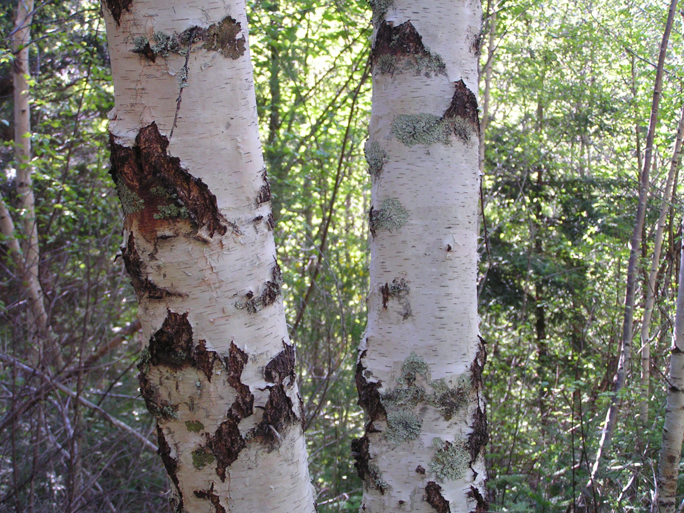 Betula pendula (silver birch) bark