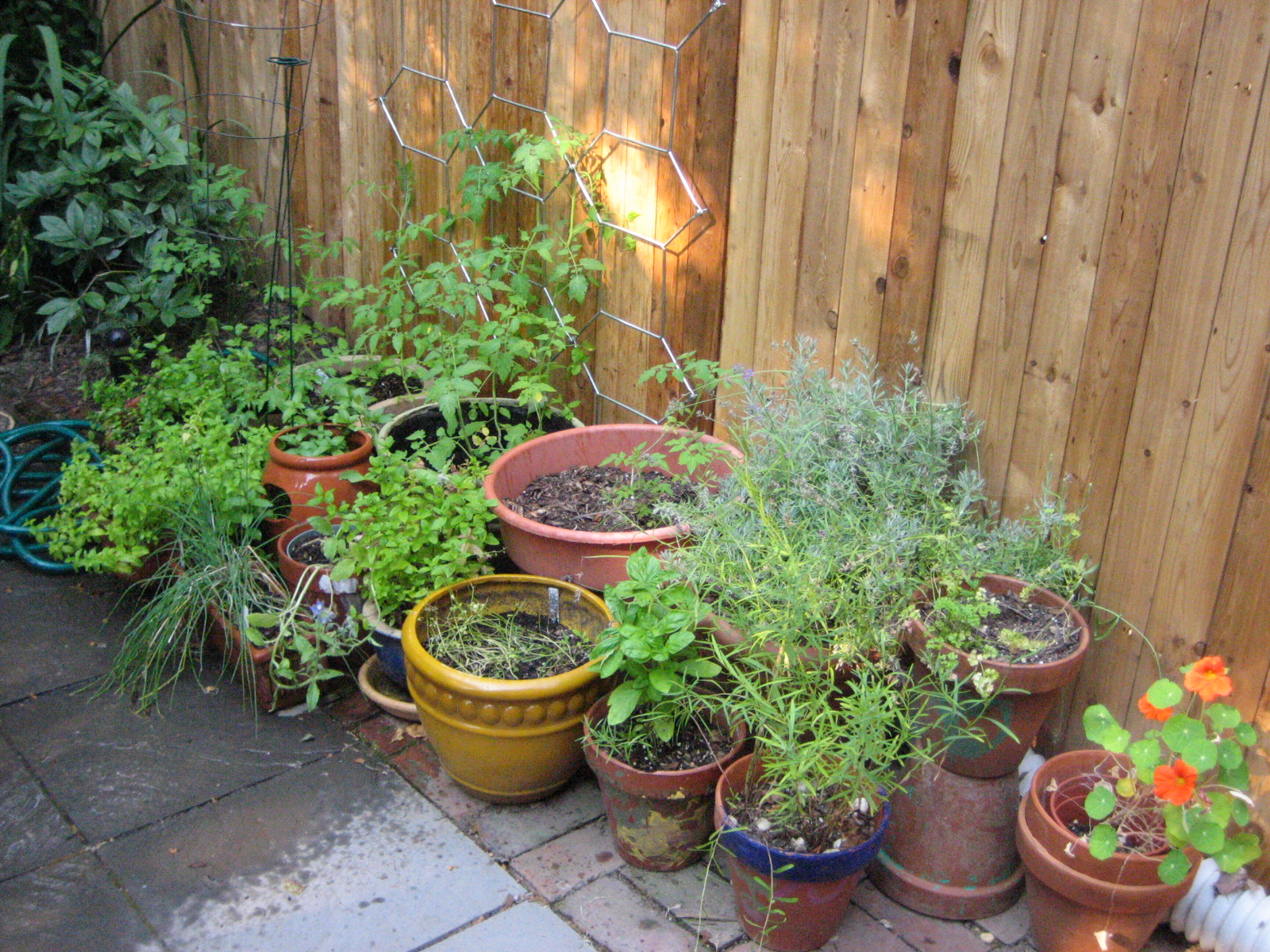 Herbs in containers