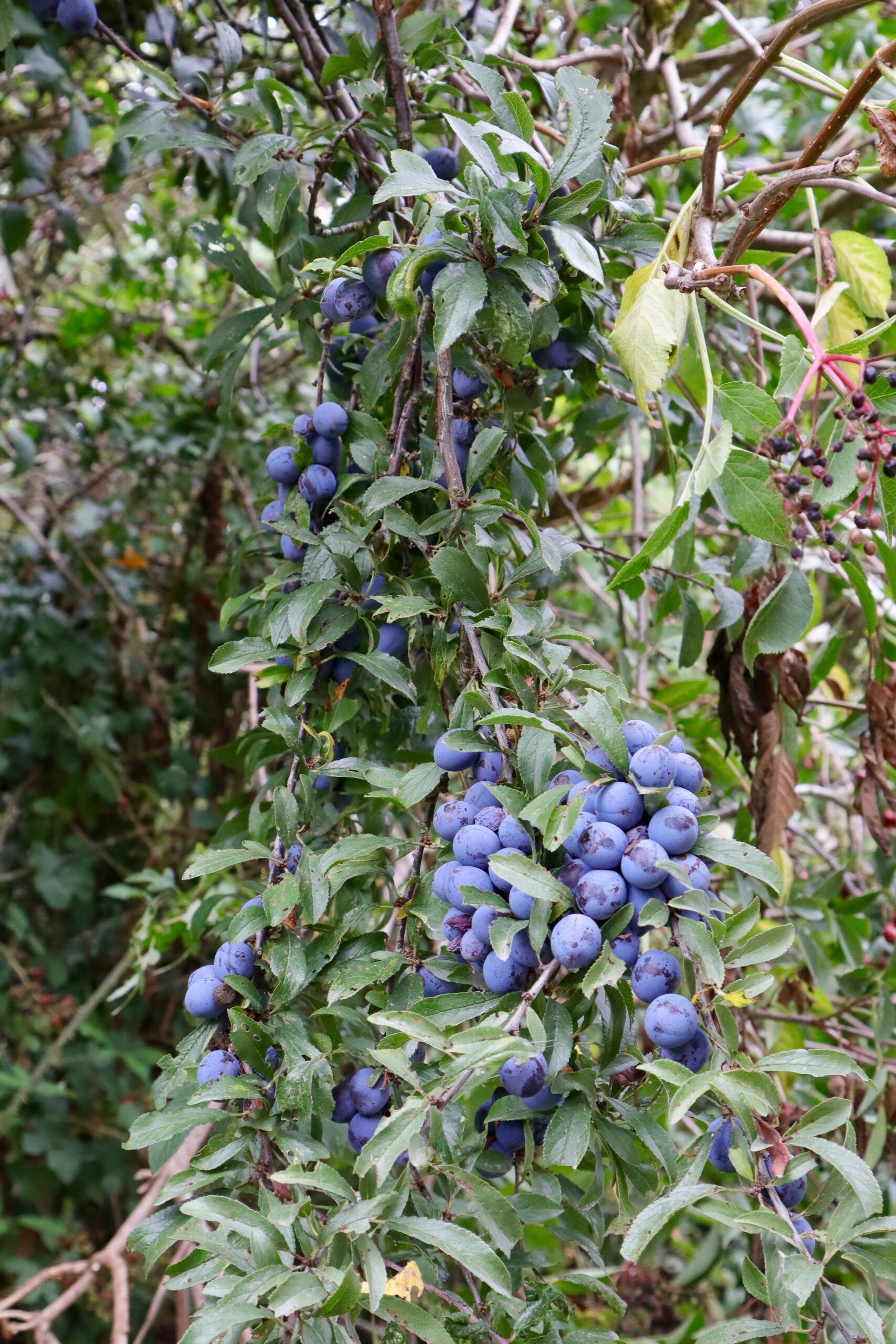 Sloe Fruit Prunus spinosa Nobury Inkberrow Worcestershire