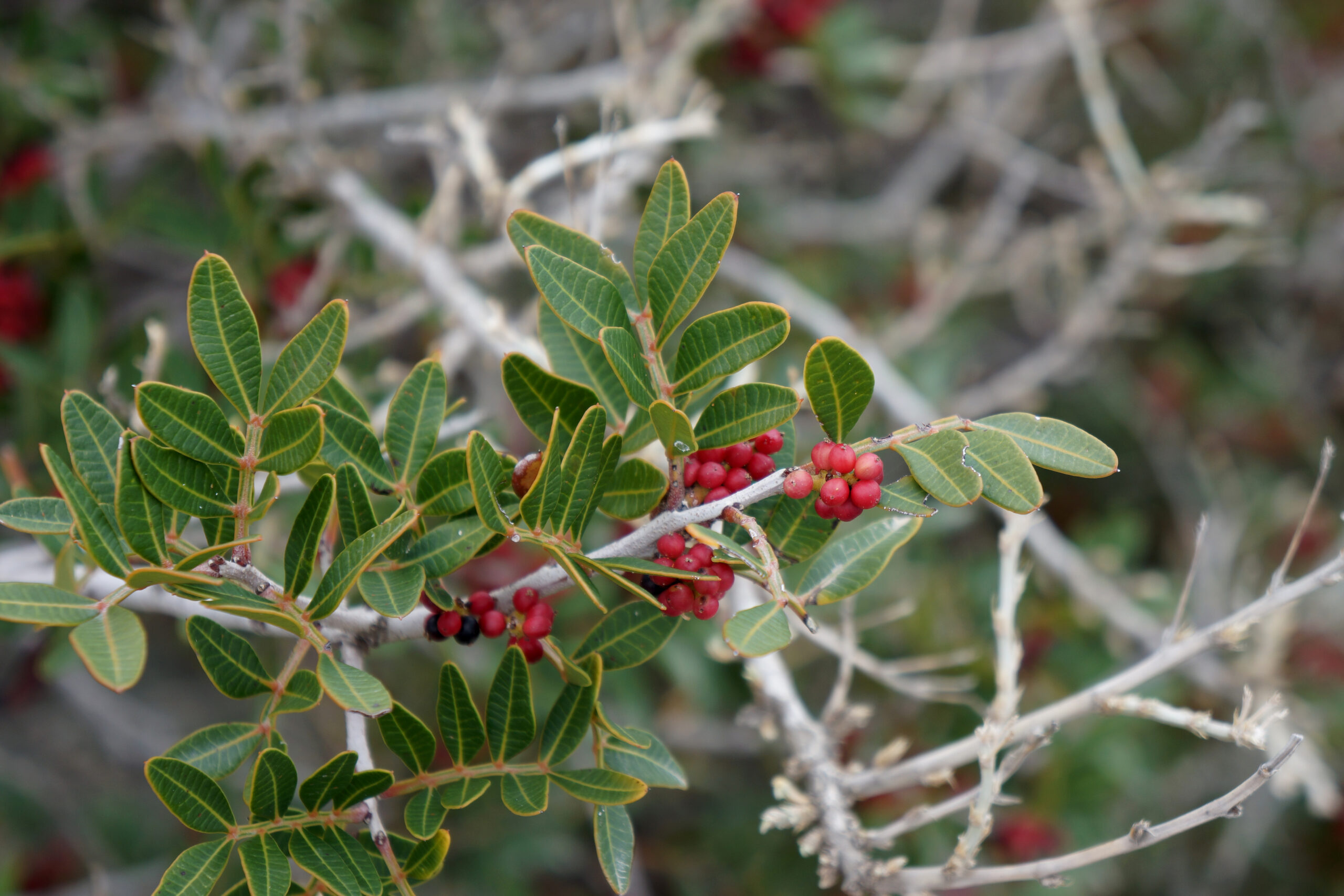Greek plants: Pistacia lentiscus (mastic tree), overlooking Finikas, Syros