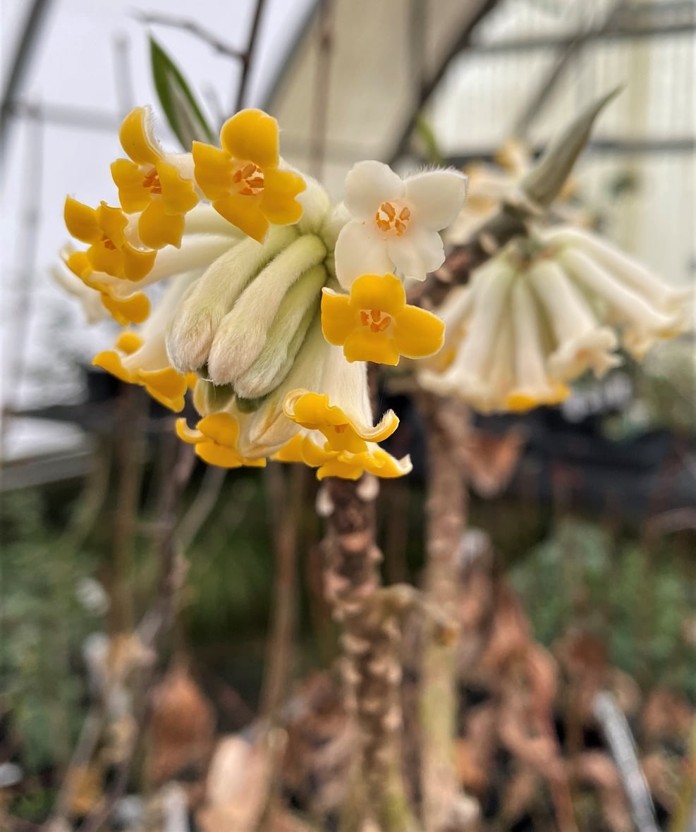 Side view of a cluster of yellow and white Edgeworthia flowers