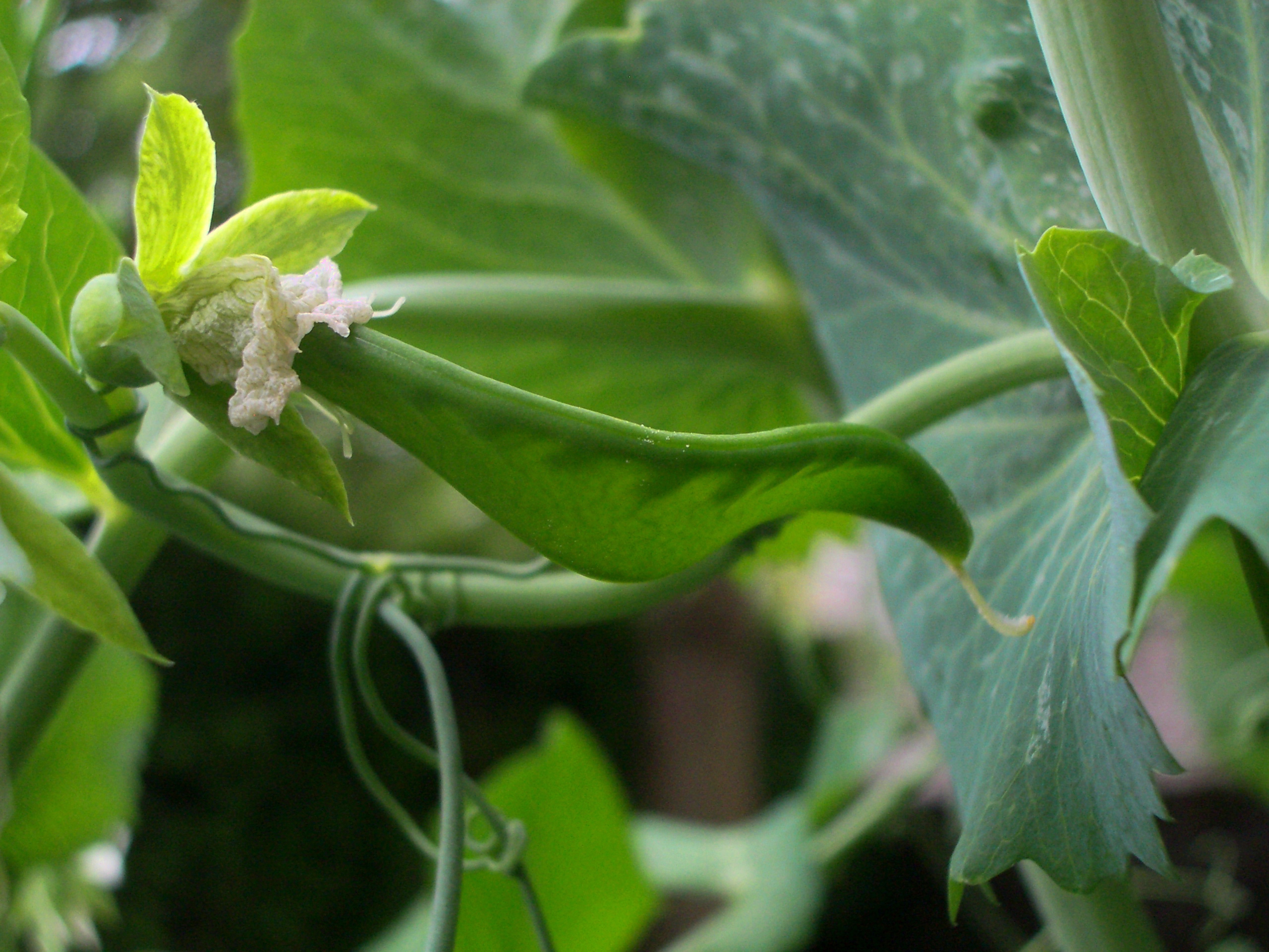 Developing pea pod