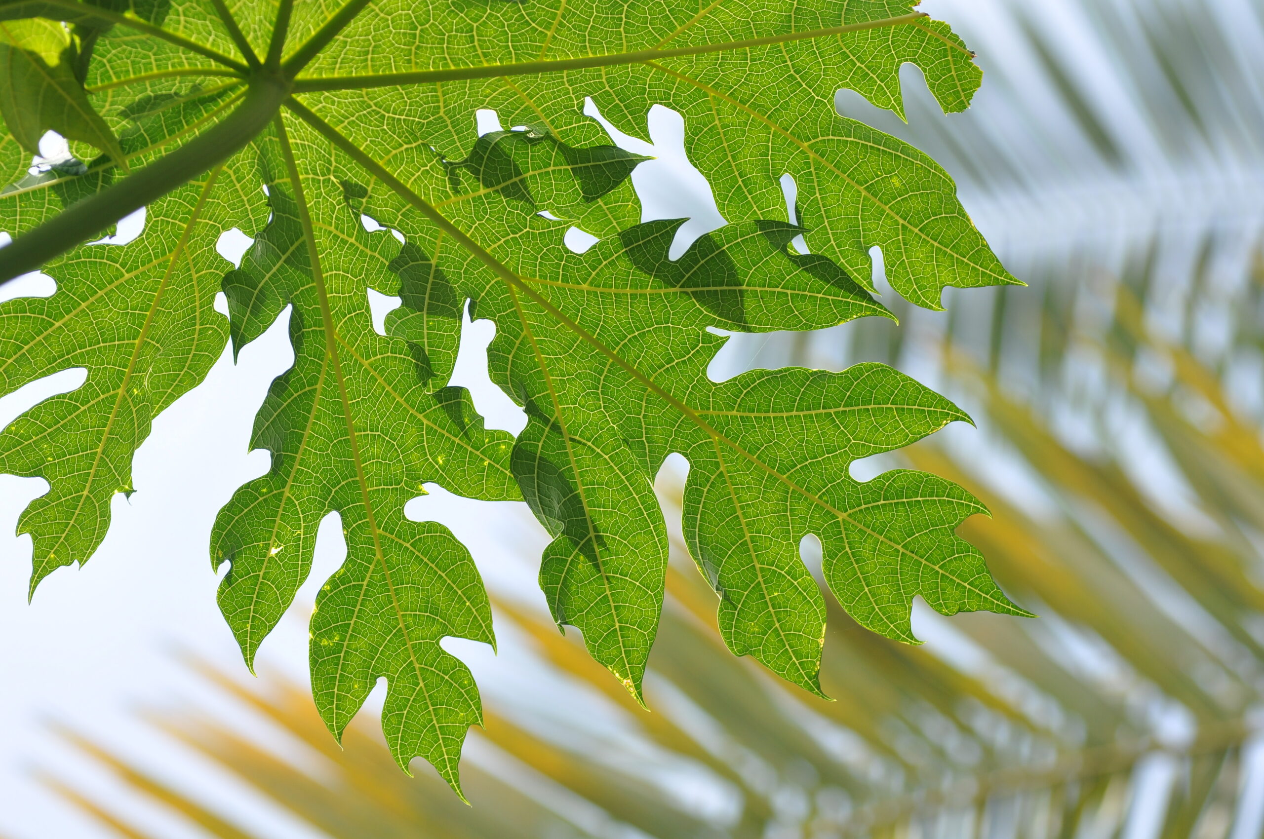 Picture of papaya leaf