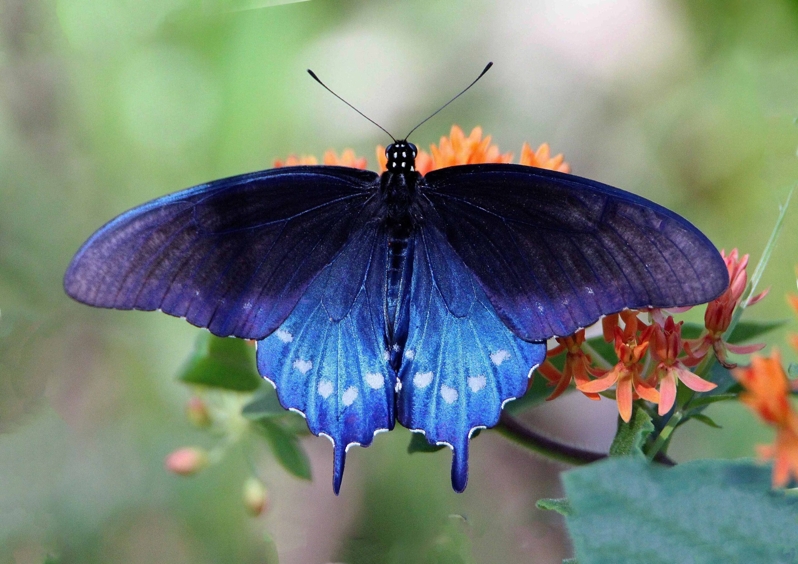 Pipevine swallowtail butterfly