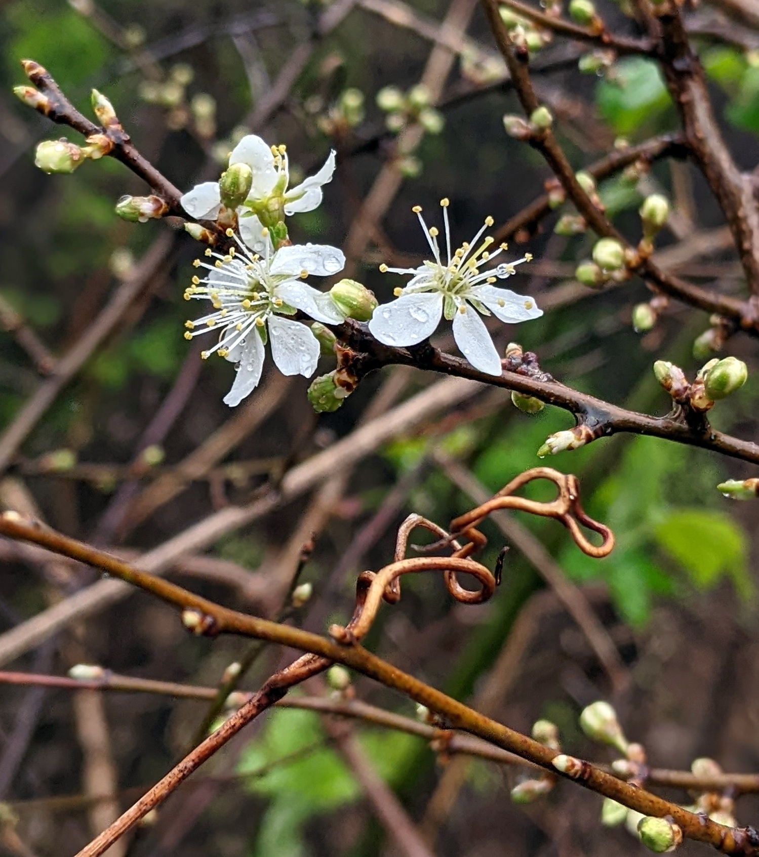 White flowers on Prunus spinosa