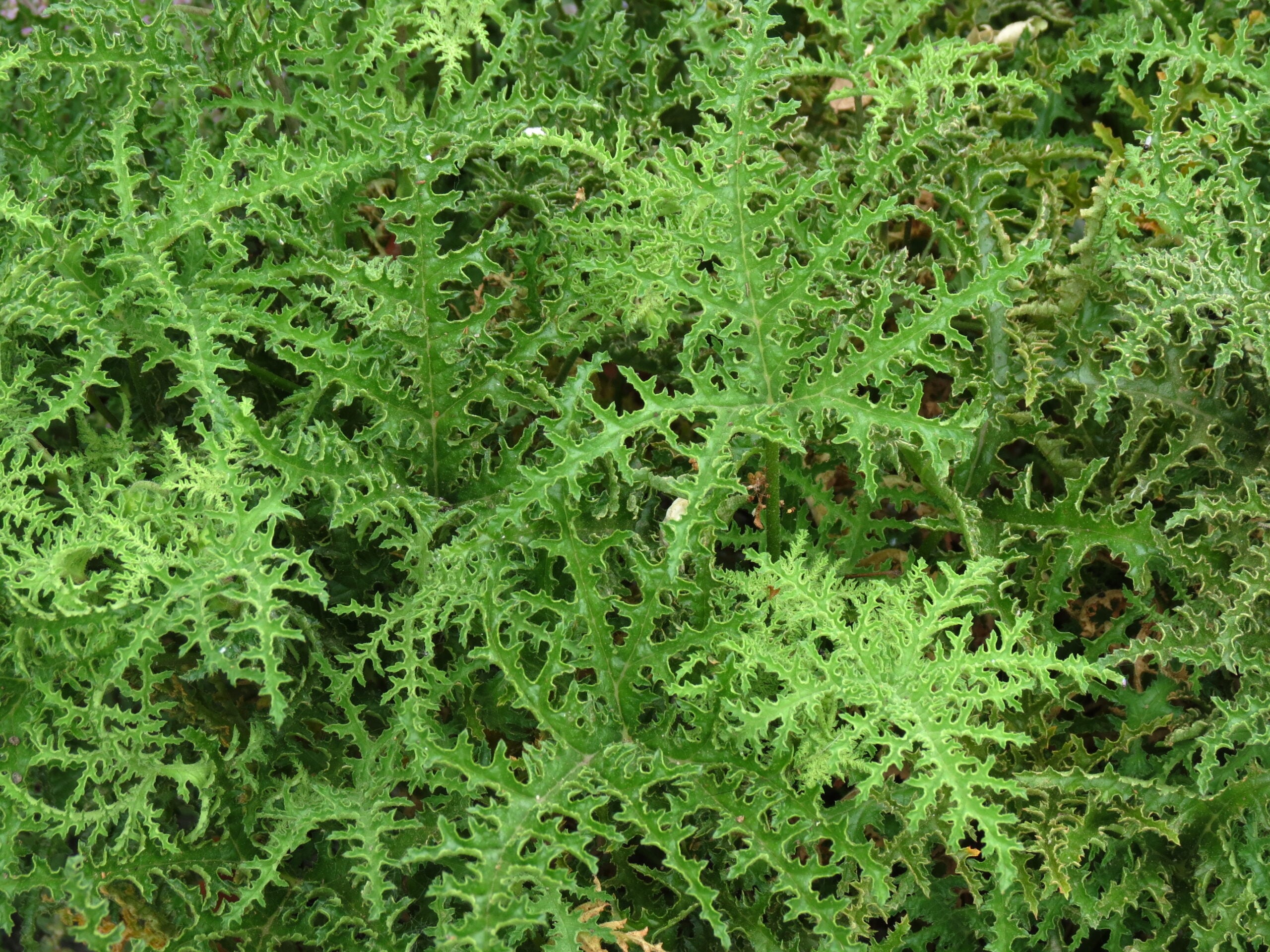 Leaves of Pelargonium denticulatum