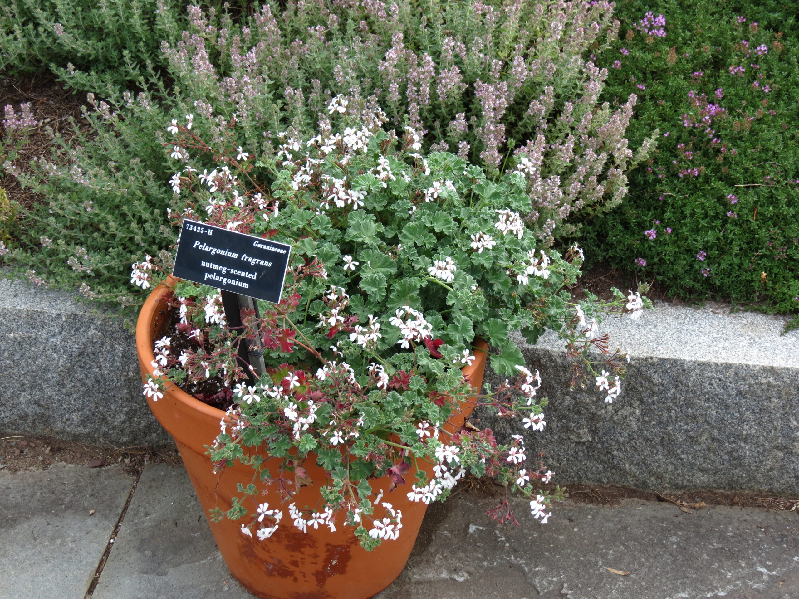 Pelargonium fragrans in clay pot