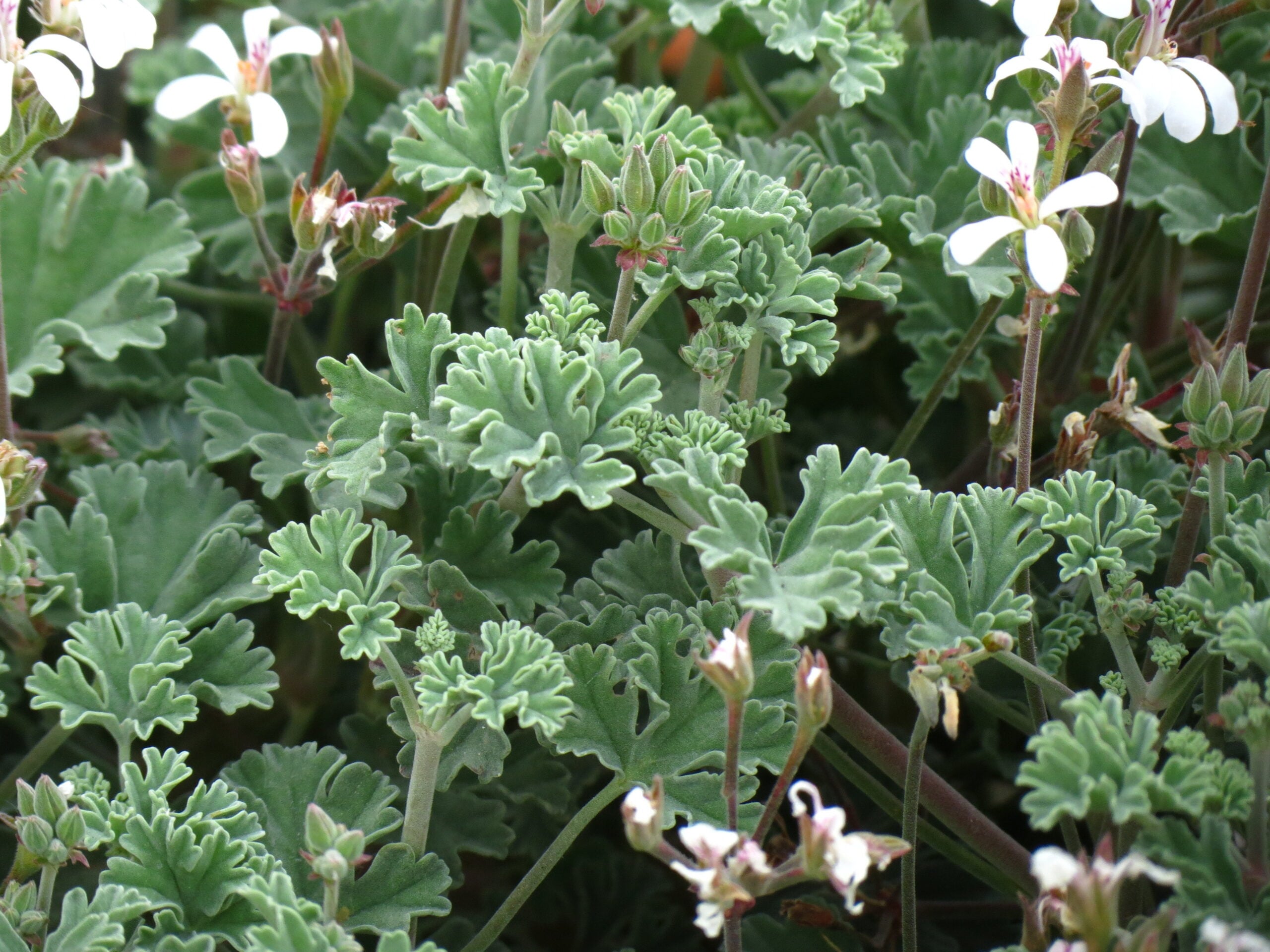 Pelargonium 'Ardwick Cinnamon' leaves and flowers