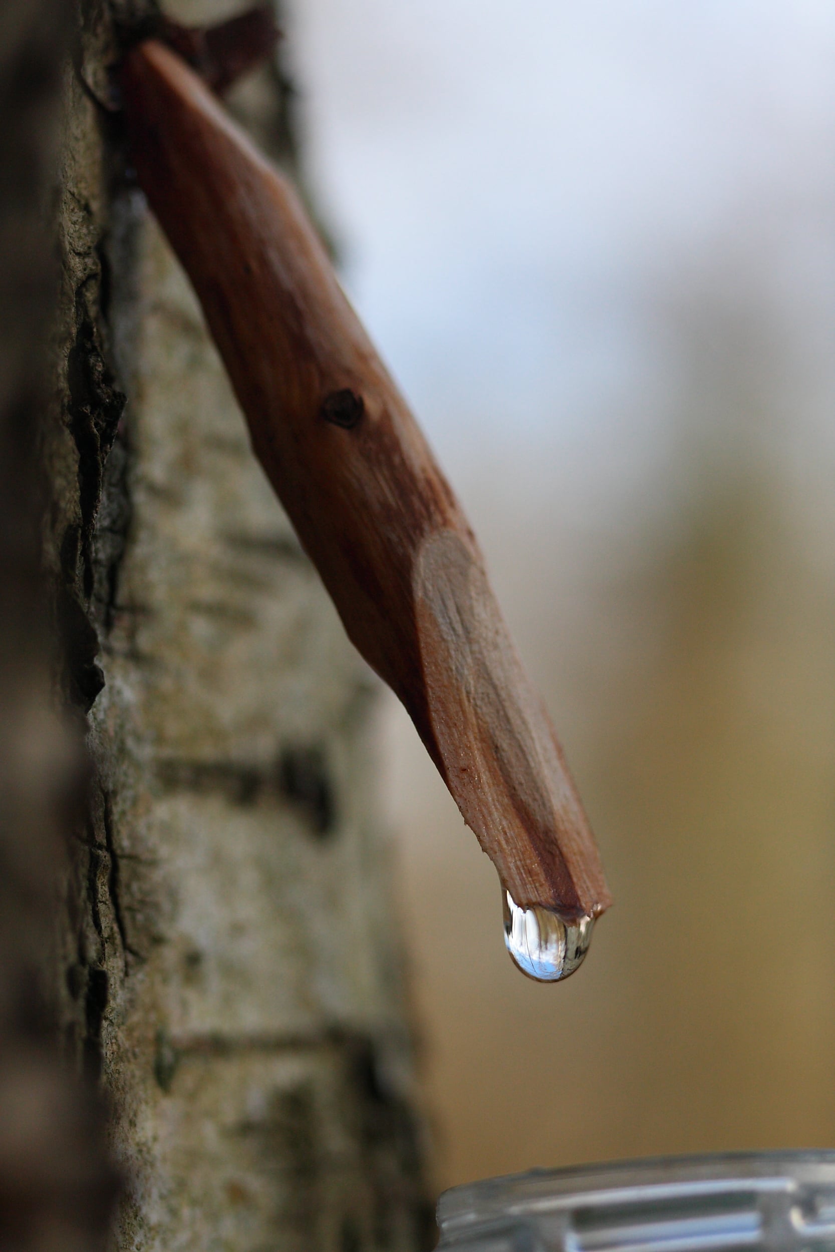Tapping birch tree