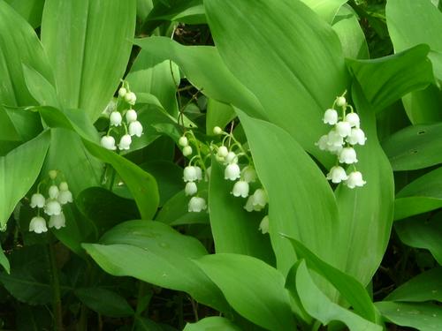 Photo of Lily of the Valley in bloom