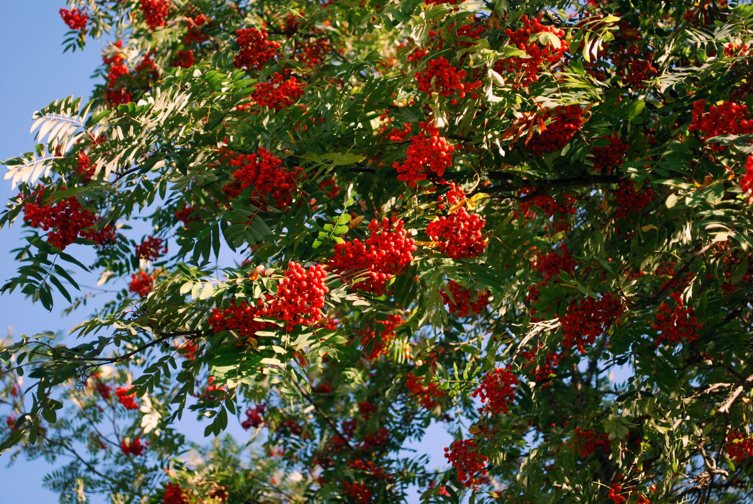 Rowan berries
