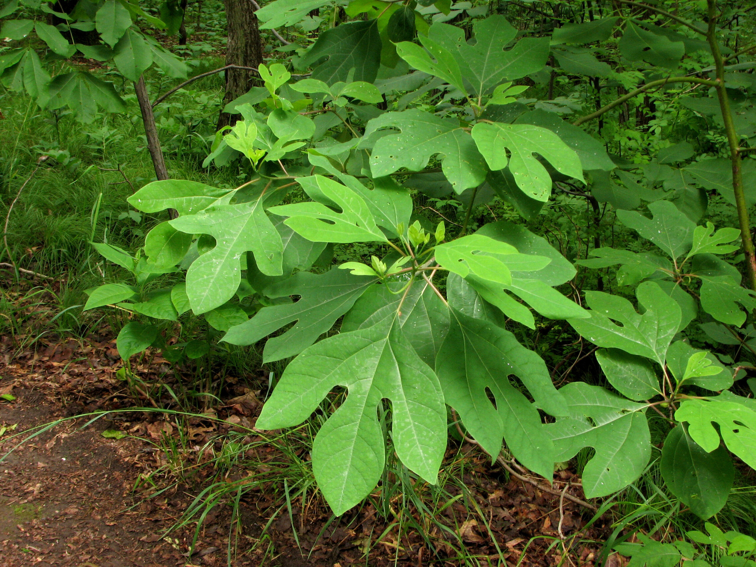 Sassafras: Beauty and Utility – The Herb Society of America Blog