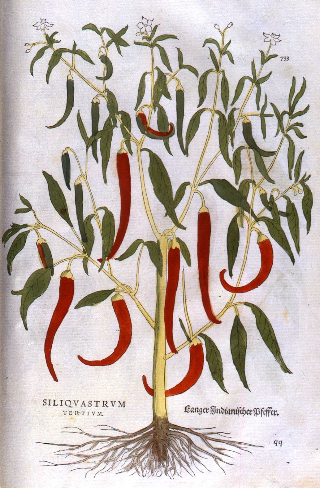 Botanical Illustration of Capsicum in De historia stirpium