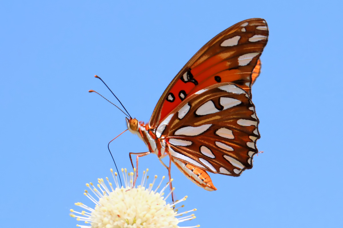 Gulf fritillary on buttonbush flower