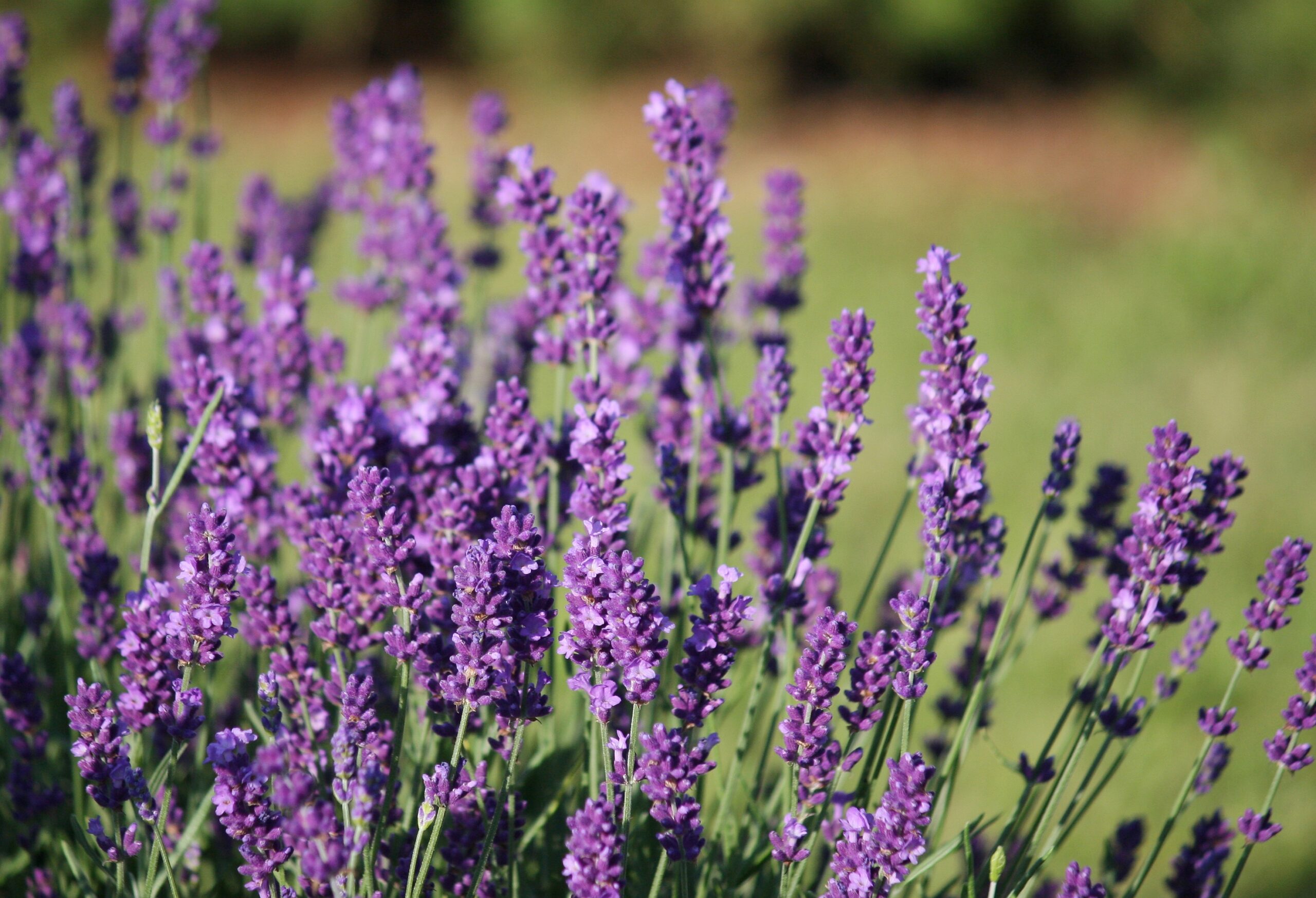 Lavandula angustifolia flowers