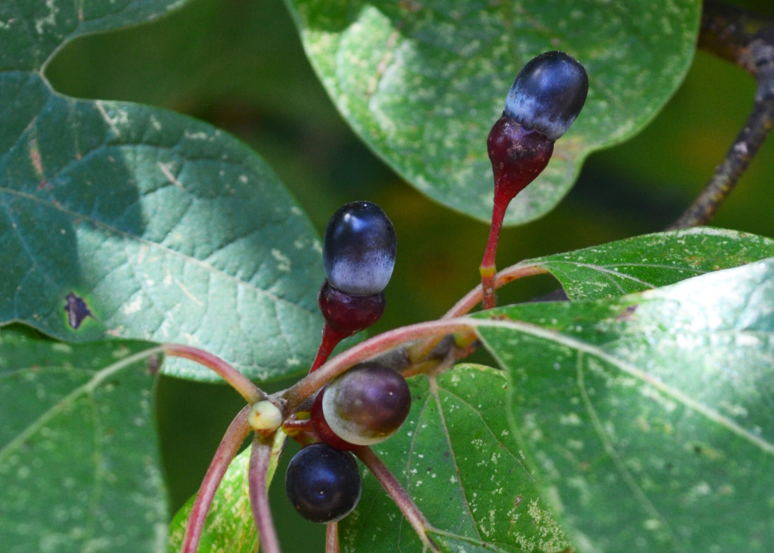 Sassafras fruit