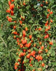 No Need to be Were-y of Wolfberry