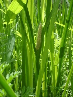 Tall, thin green leaves with a whitish-greenish spadix
