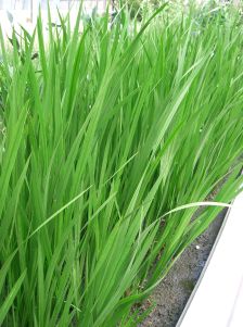A border planting of tall, thin green Acorus calamus leaves