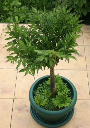 The single, tree-like, compound leaf of Amorphophallus konjac growing in a blue-green pot
