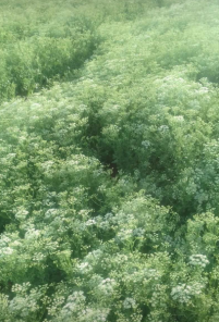 Field of finely divided leaves and small white flowers of anise