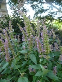 Tall green spikes with small purple flowers of anise hyssop