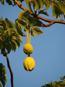 Large oval green baobab fruits hanging from a long stem