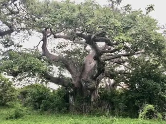Baobab tree with leaves