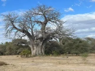 Large baobab tree without leaves