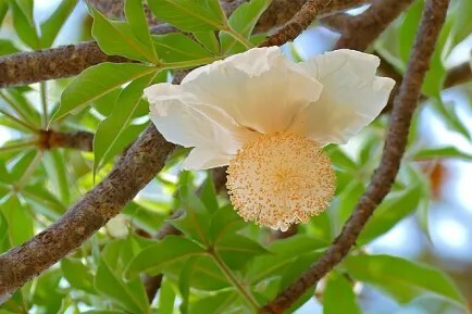 White flower of the baobab tree