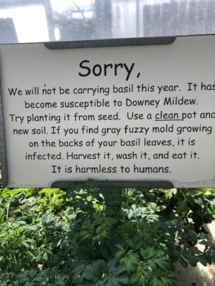 Sign at garden center apologizing for not carrying basil due to downy mildew