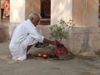 Hindu man worshiping tulsi plant