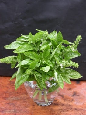 Cut basil leaves in a small glass vase on an orange table