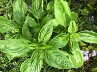 Basil leaves