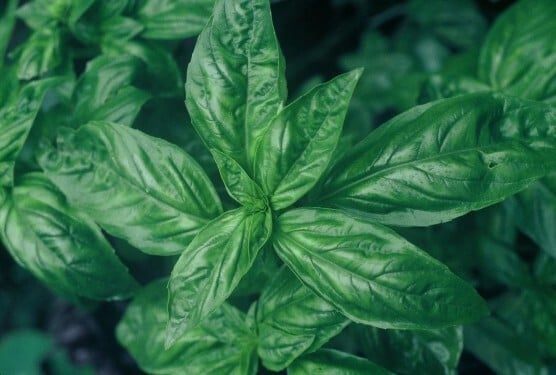 Close up of dark green basil leaves