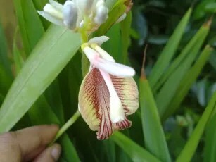 Black cardamom flower