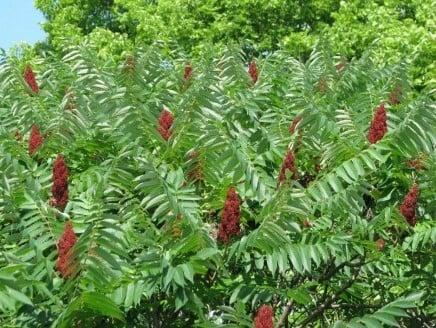 Bright Colorful Sumac