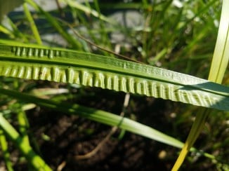 A prominent midvein and wavy margins on a long, thin green leaf