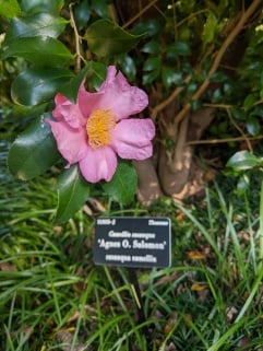 Camellia sasanqua