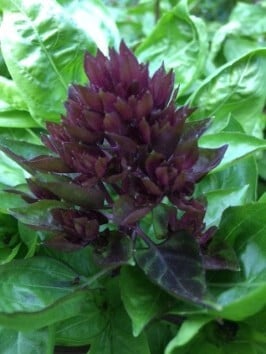 Cardinal basil Flower
