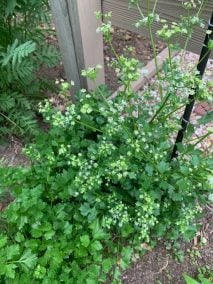 Cutting Celery: A Kitchen Staple in the Garden