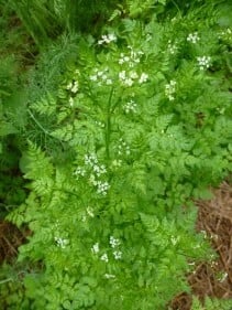 Finely divided green leaves and small white flowers of chervil