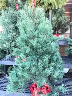 Christmas tree