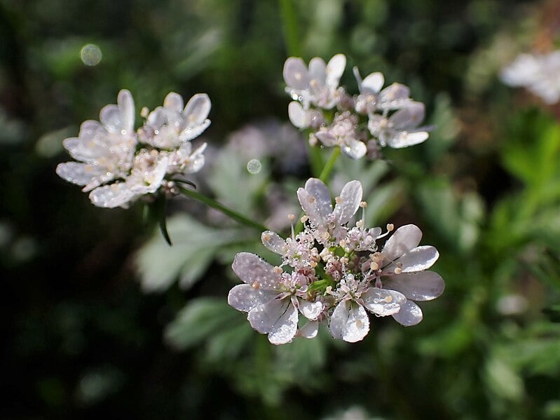 Coriandrum sativum flowers