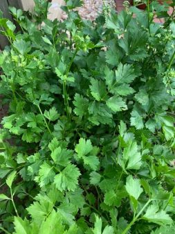 Parsley-like leaves of cutting celery