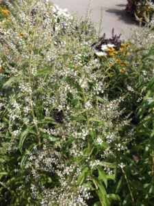 Photo of lemon verbena flwers